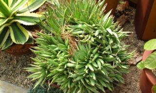 万石植物园好玩吗